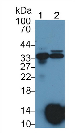 Polyclonal Antibody to Osteoglycin (OGN)