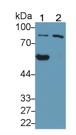 Polyclonal Antibody to Oxysterol Binding Protein (OSBP)