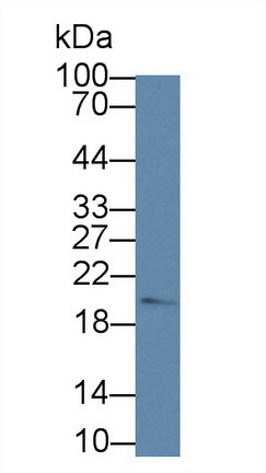 Polyclonal Antibody to Optic Atrophy 3 (OPA3)