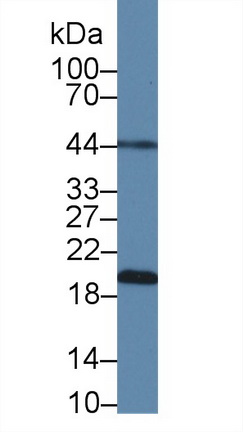 Polyclonal Antibody to Optic Atrophy 3 (OPA3)