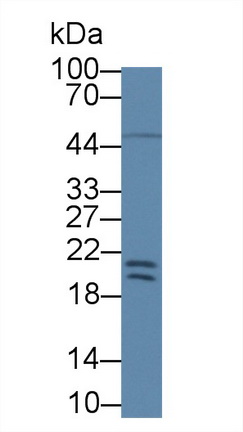 Polyclonal Antibody to Optic Atrophy 3 (OPA3)