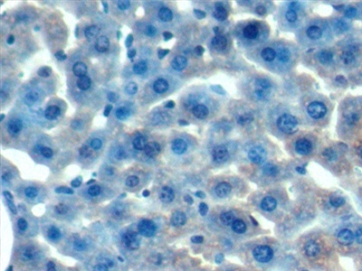 Polyclonal Antibody to Optic Atrophy 3 (OPA3)