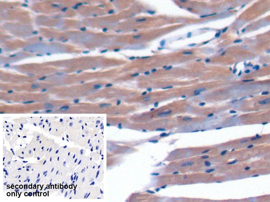 Polyclonal Antibody to Optic Atrophy 3 (OPA3)