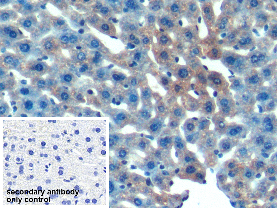 Polyclonal Antibody to Optic Atrophy 3 (OPA3)