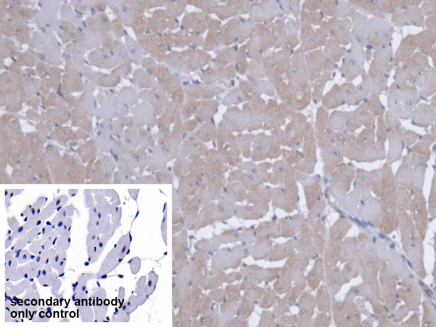 Polyclonal Antibody to Optic Atrophy 3 (OPA3)