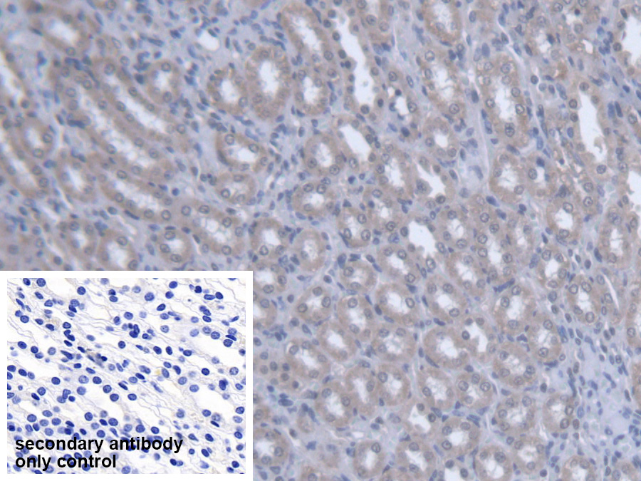 Polyclonal Antibody to Optic Atrophy 3 (OPA3)