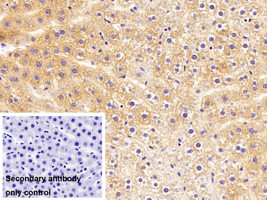 Polyclonal Antibody to Oxoguanine Glycosylase 1 (OGG1)