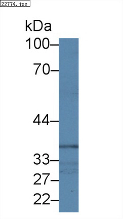 Polyclonal Antibody to Cytoplasmic Protein NCK1 (NCK1)