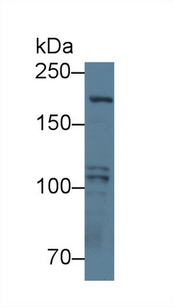 Polyclonal Antibody to Polymerase DNA Directed Alpha 1 (POLa1)