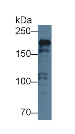 Polyclonal Antibody to Polymerase DNA Directed Alpha 1 (POLa1)