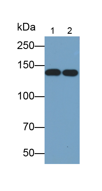 Polyclonal Antibody to Polymerase DNA Directed Delta 1 (POLd)