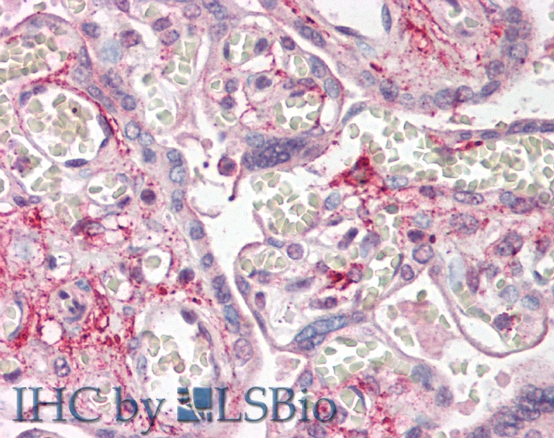 Polyclonal Antibody to Podoplanin (PDPN)