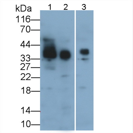 Polyclonal Antibody to Podoplanin (PDPN)