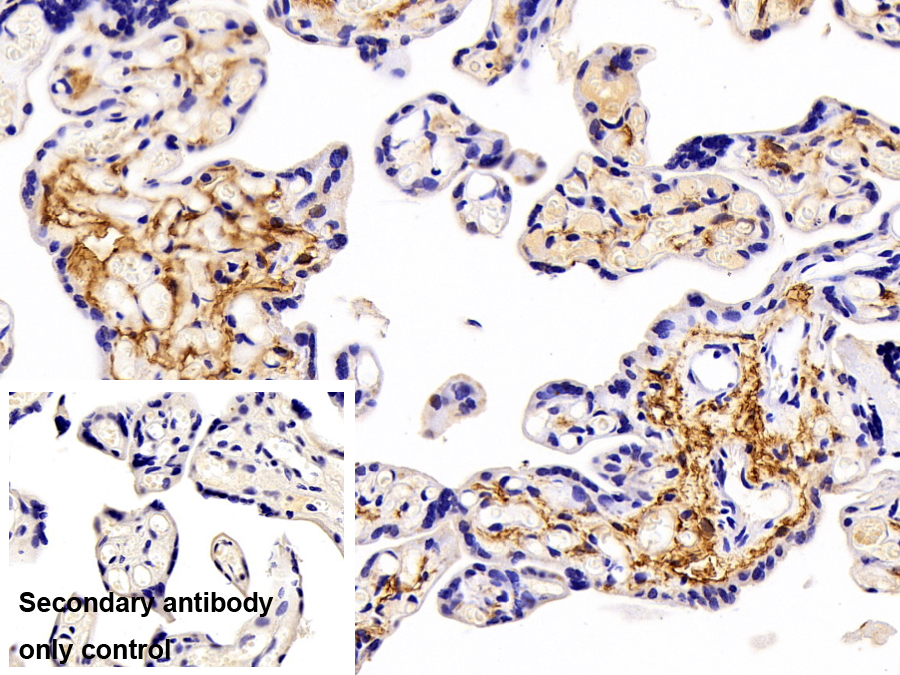 Polyclonal Antibody to Podoplanin (PDPN)