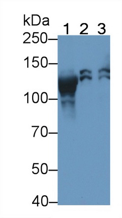 Polyclonal Antibody to Peroxisomal Biogenesis Factor 1 (PEX1)