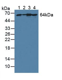 Polyclonal Antibody to Phosphoglucomutase 1 (PGM1)