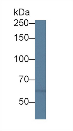 Polyclonal Antibody to Protein Kinase D3 (PKD3)