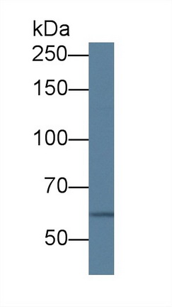 Polyclonal Antibody to Protein Kinase D3 (PKD3)