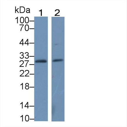 Polyclonal Antibody to Pyridoxamine-5'-Phosphate Oxidase (PNPO)