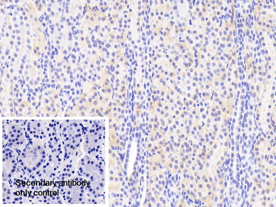 Polyclonal Antibody to Pyridoxamine-5'-Phosphate Oxidase (PNPO)