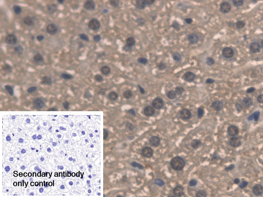 Polyclonal Antibody to Pyridoxamine-5'-Phosphate Oxidase (PNPO)