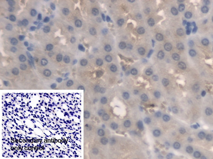 Polyclonal Antibody to Pyridoxamine-5'-Phosphate Oxidase (PNPO)