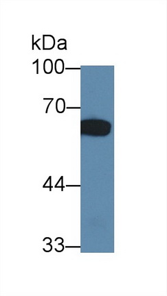 Polyclonal Antibody to Polypyrimidine Tract Binding Protein 1 (PTBP1)