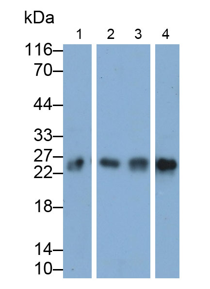 Polyclonal Antibody to Peroxiredoxin 1 (PRDX1)