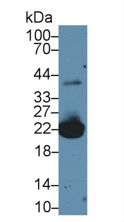 Polyclonal Antibody to Peroxiredoxin 1 (PRDX1)