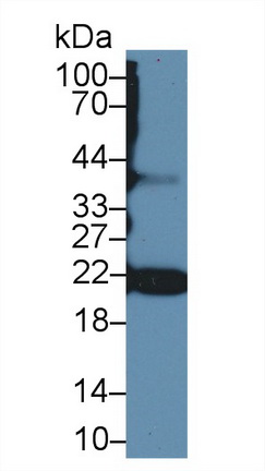 Polyclonal Antibody to Peroxiredoxin 1 (PRDX1)