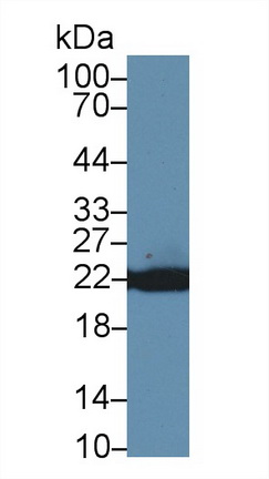 Polyclonal Antibody to Peroxiredoxin 1 (PRDX1)