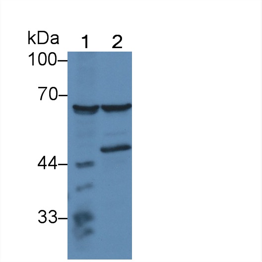 Polyclonal Antibody to Proline Dehydrogenase, Mitochondrial (PRODH)