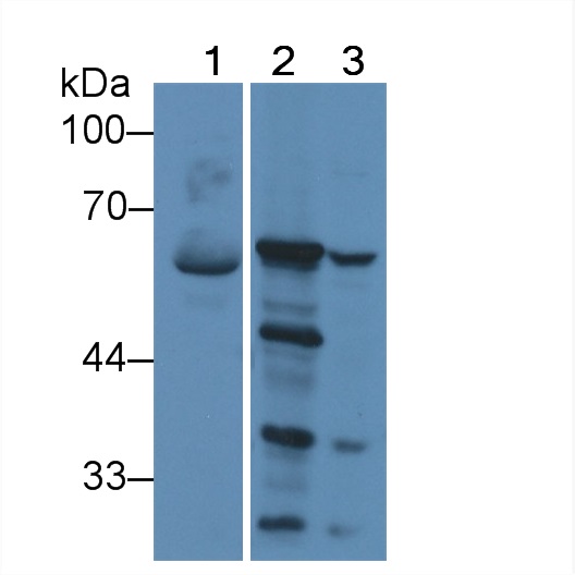 Polyclonal Antibody to Proline Dehydrogenase, Mitochondrial (PRODH)