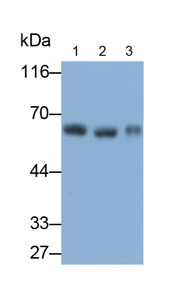 Polyclonal Antibody to Prosaposin (PSAP)