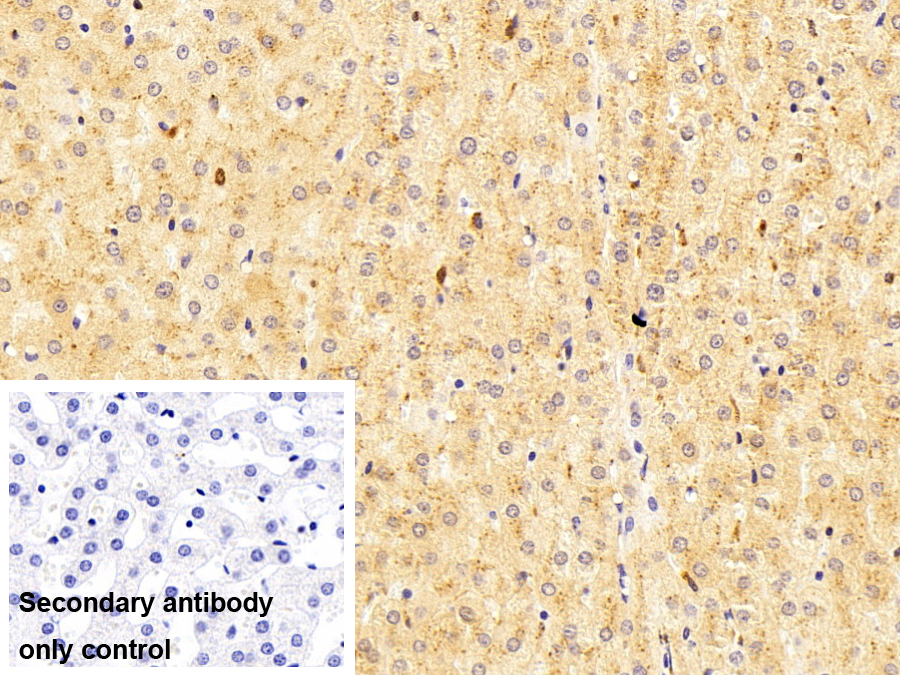 Polyclonal Antibody to Prosaposin (PSAP)