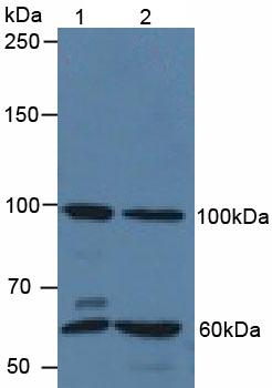 Polyclonal Antibody to Quiescin Q6 Sulfhydryl Oxidase 1 (QSOX1)