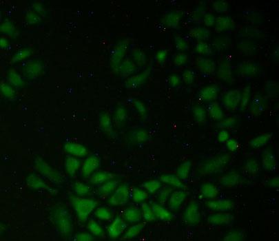 Polyclonal Antibody to Quiescin Q6 Sulfhydryl Oxidase 1 (QSOX1)