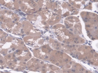 Polyclonal Antibody to Regucalcin (RGN)