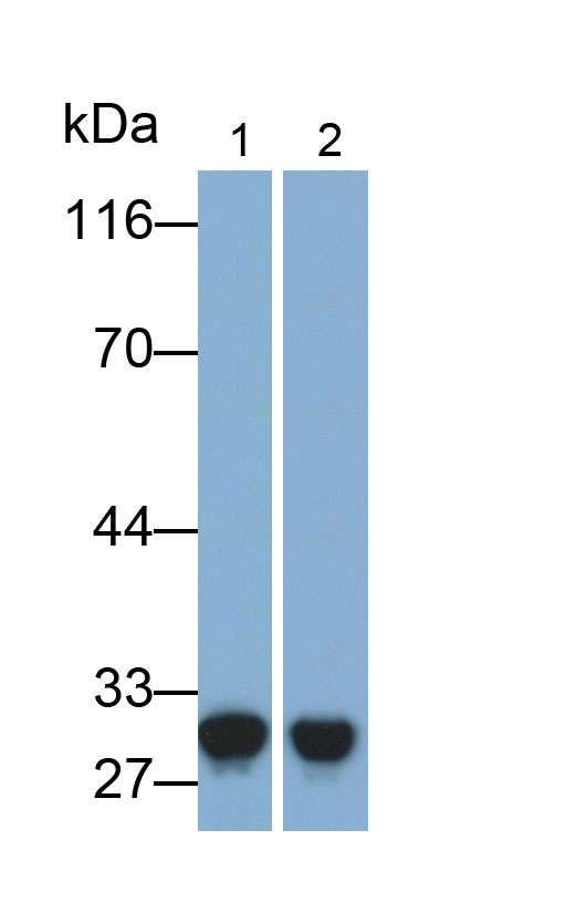 Polyclonal Antibody to Regucalcin (RGN)