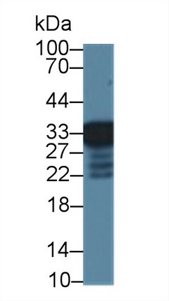 Polyclonal Antibody to Regucalcin (RGN)