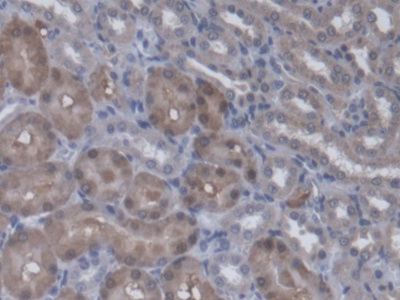 Polyclonal Antibody to Regucalcin (RGN)