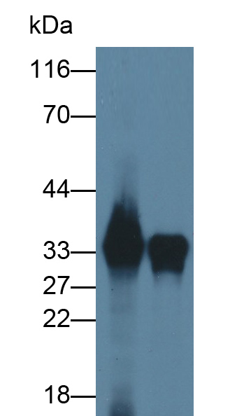 Polyclonal Antibody to Regucalcin (RGN)