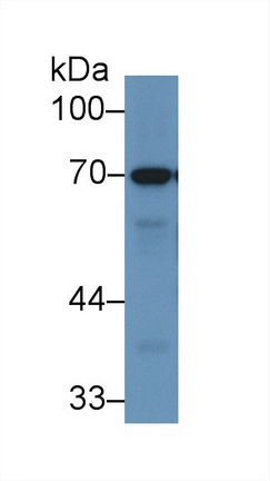 Polyclonal Antibody to Ribophorin I (RPN1)