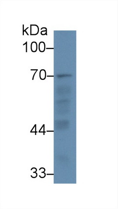 Polyclonal Antibody to Ribophorin I (RPN1)