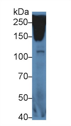 Polyclonal Antibody to Reelin (RELN)