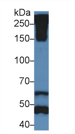 Polyclonal Antibody to Reelin (RELN)