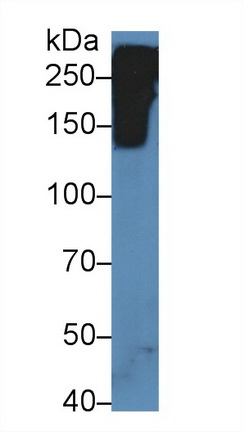 Polyclonal Antibody to Reelin (RELN)