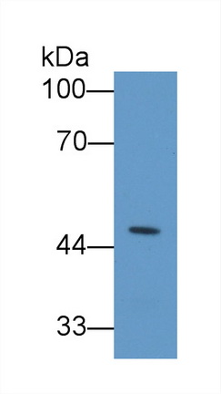 Polyclonal Antibody to Telomeric Repeat Binding Factor 1 (TERF1)