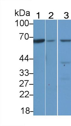 Polyclonal Antibody to Testis Specific Kinase 1 (TESK1)