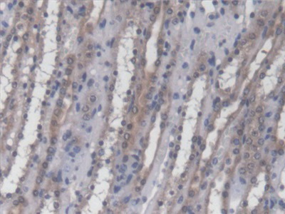 Polyclonal Antibody to Transcriptional Regulating Factor 1 (TRERF1)